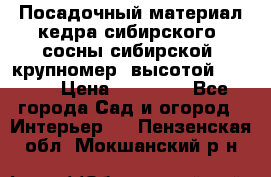 Посадочный материал кедра сибирского (сосны сибирской) крупномер, высотой 3-3.5  › Цена ­ 19 800 - Все города Сад и огород » Интерьер   . Пензенская обл.,Мокшанский р-н